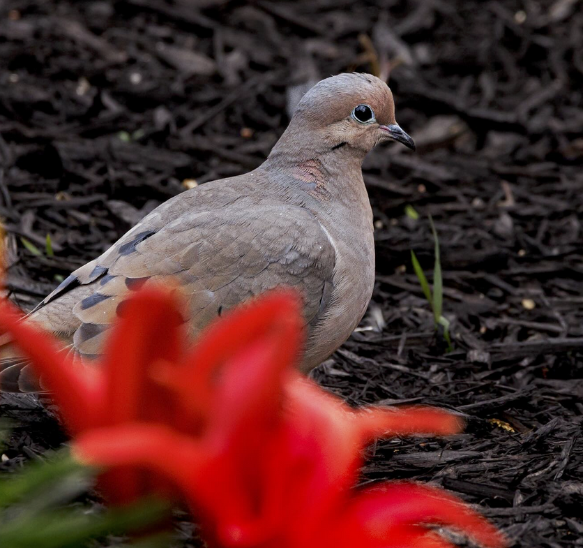 Backyard birding Mourning Doves in central NC Best Life Birding